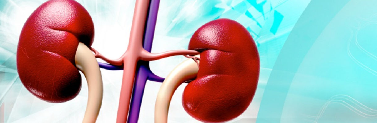 An illustration of a kidney, highlighting its significance as a vital organ in the human body.