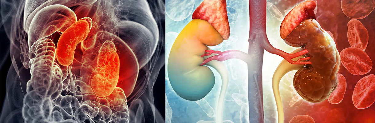 A visual representation of kidney development, highlighting stages from early formation to maturity.