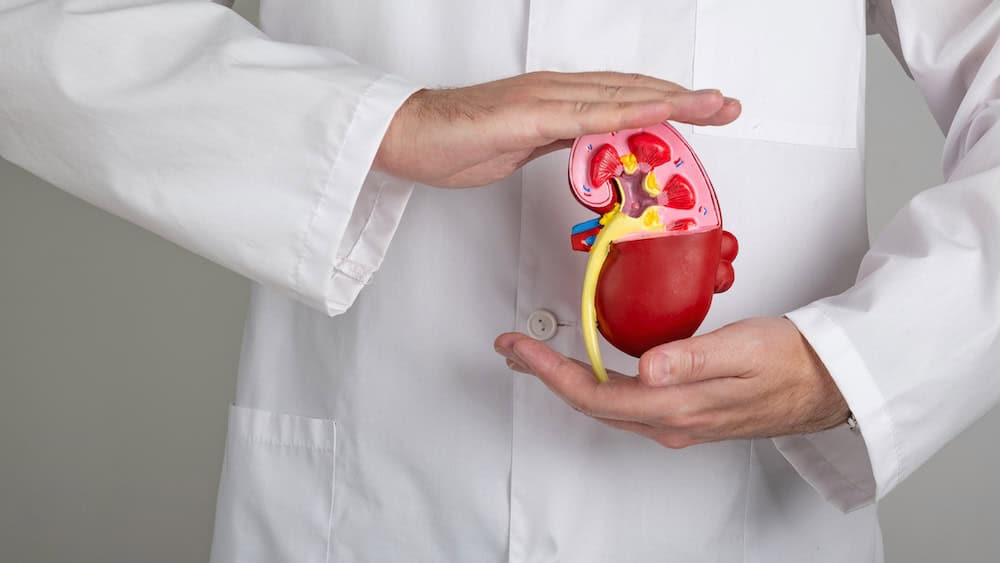 Dr. Manish Tripathi holding a detailed model of a human kidney in his clinic.
