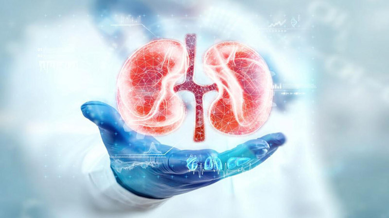 A diagram of the human lungs, essential organs for respiration in the body.