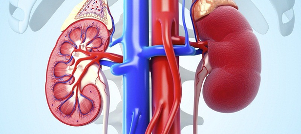 A detailed anatomical illustration of a large kidney, integral to the urinary system.